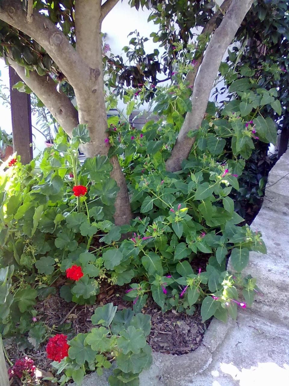 Pelion Orama Agios Ioannis (Thessaly) Exterior foto